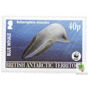 La baleine bleue WWF